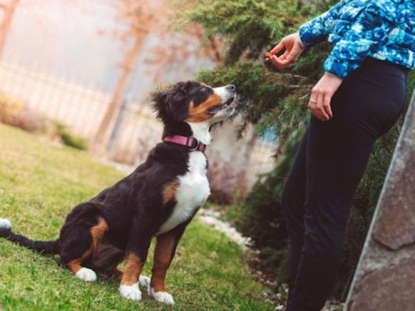 Great Dog Training Techniques